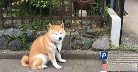停狗位，一个专为狗狗打造的停车空间介绍