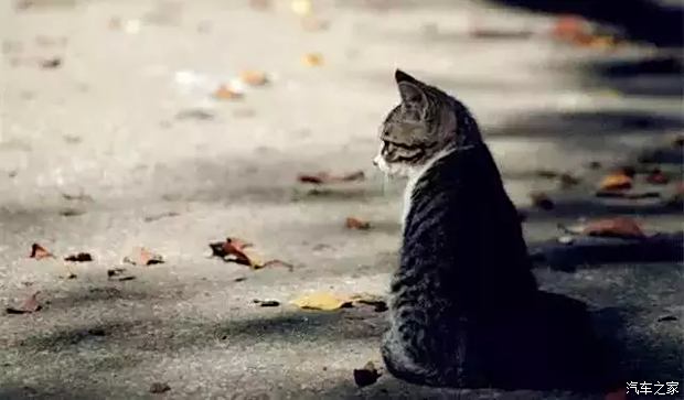 猫咪最新，自然美景探索之旅，寻找内心的平和宁静
