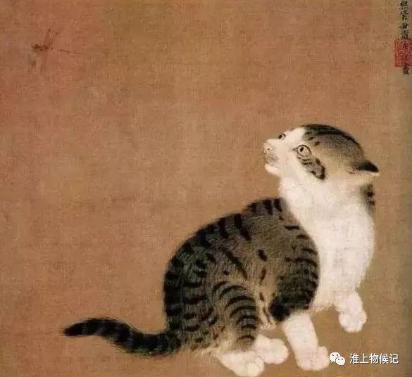 快猫日常，温馨趣事集锦