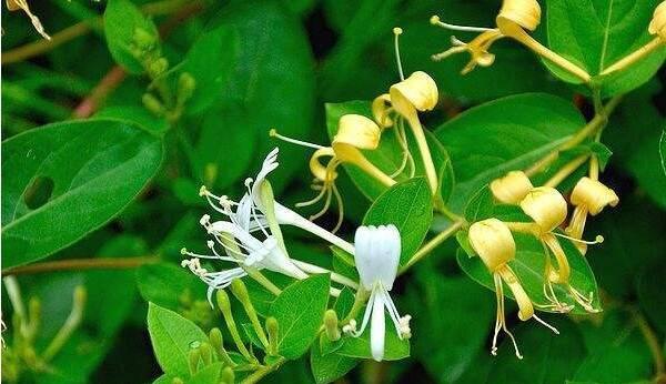 金银花最新价格走势论述及分析