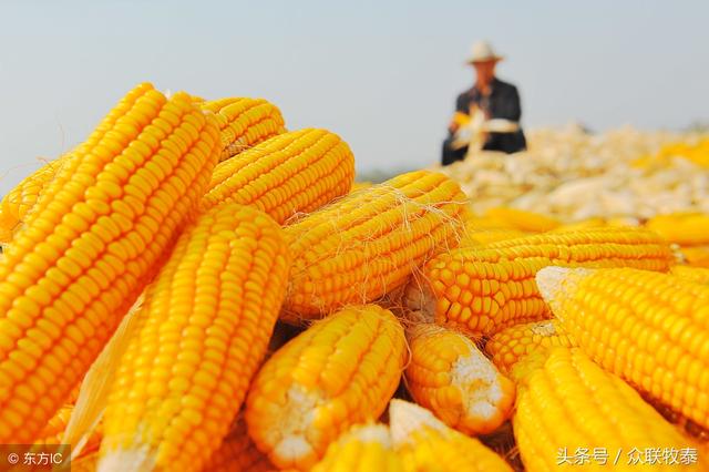 全国玉米最新价格概览，获取与理解步骤指南