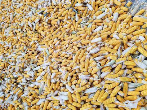 河南玉米价格最新动态揭秘🌽💹