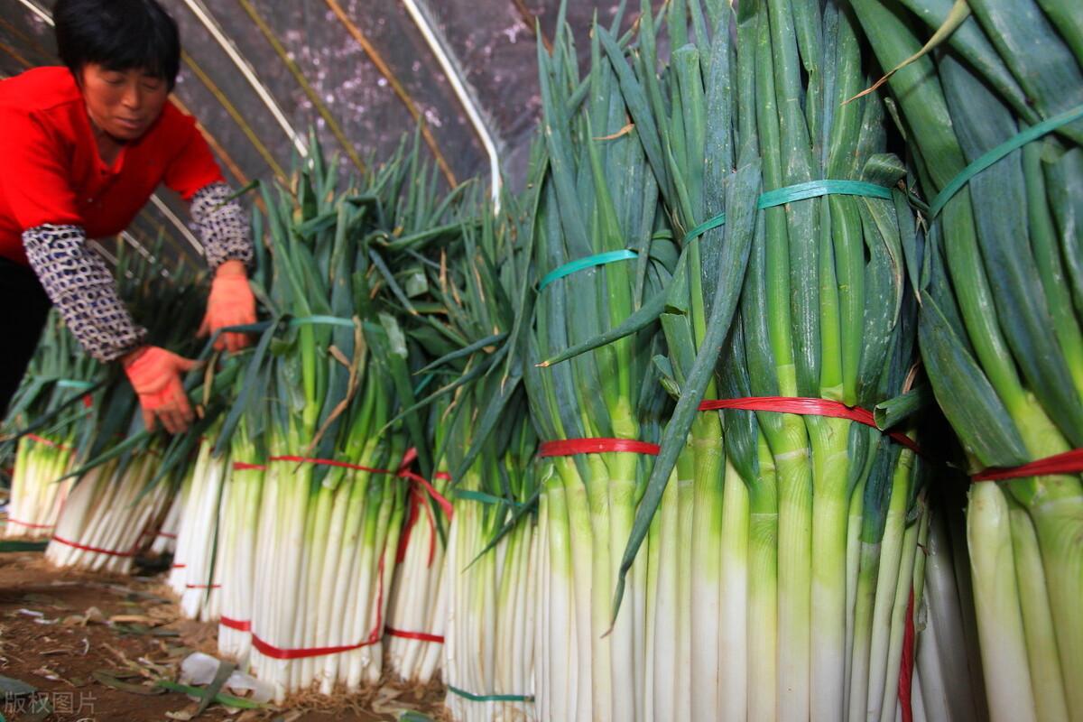 今日大葱价格行情更新🌱