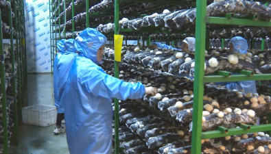 瀚齐食用菌最新动态报道