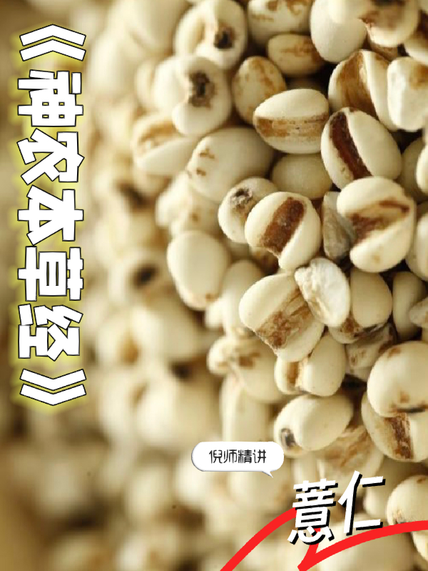 🌟薏仁最新动态更新🌟