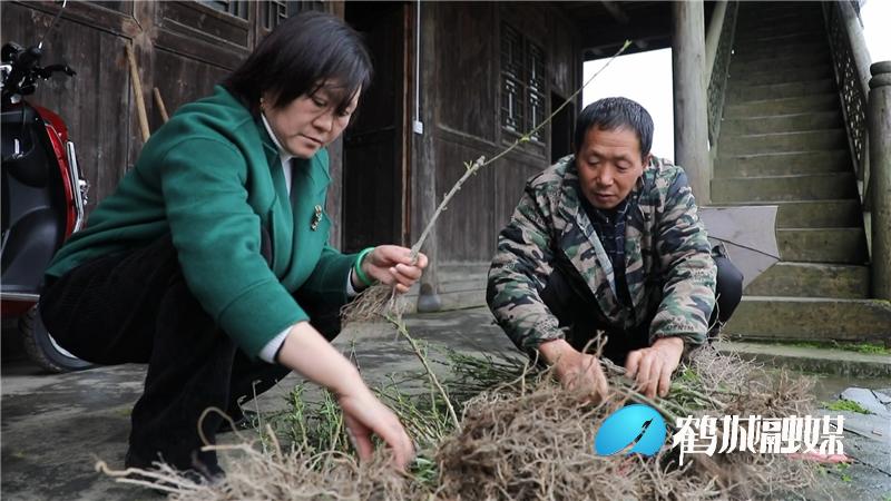 水果软件最新版，学习成长之旅，拥抱自信与成就感的旅程