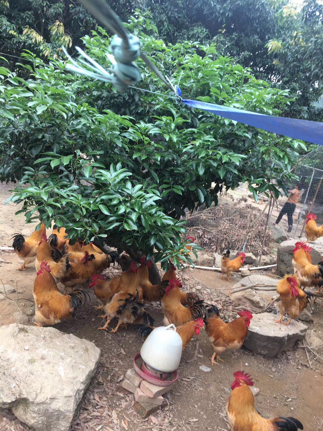 广东鸡价格最新动态，学习变化中的市场趋势，自信成就未来力量
