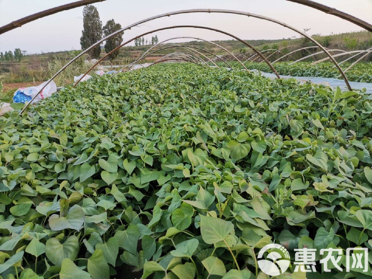 红薯苗价格最新行情,红薯苗价格最新行情，市场走势与影响因素分析