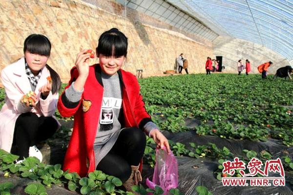 葱价变迁史，时代背景下的价格演变与地位回顾