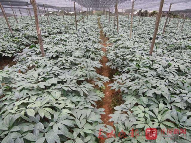 文山三七最新价格，绿色之旅寻找内心平静的旅程