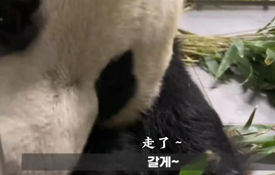 大熊猫
