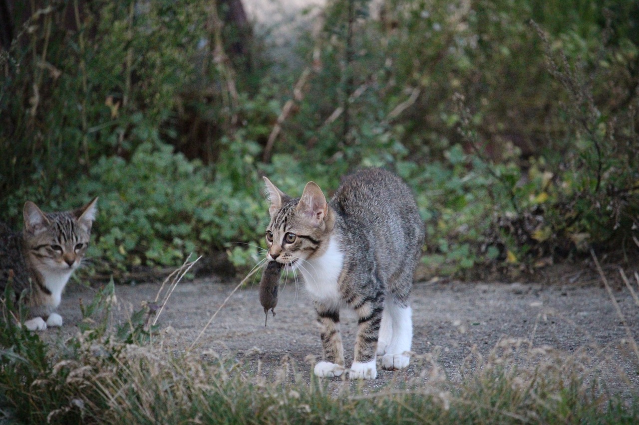 王欣瑜体验高科技产品，猫咪狩猎新篇章