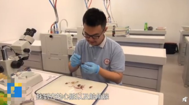 十岁弟弟干细胞捐赠，为哥哥生命护航燃起希望之光