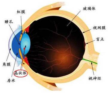 最新视神经治疗方法，自然美景的治愈之旅探索