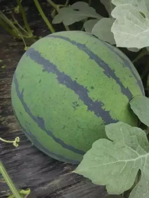 保定西瓜价格行情最新动态