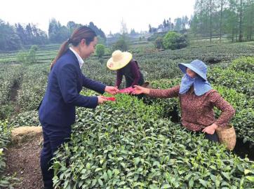 最新一芽一叶采茶机，小巷中的茶业革命革新利器
