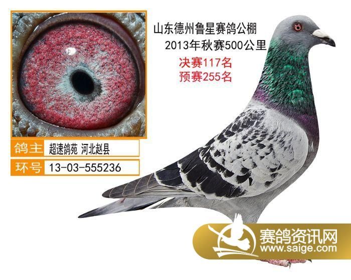 清徐信鸽协会最新信息及步骤指南概览