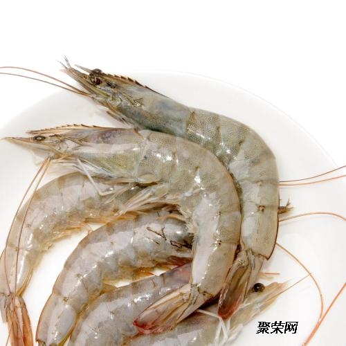 厄瓜多尔冷冻虾最新消息，行业趋势与市场动态深度解析