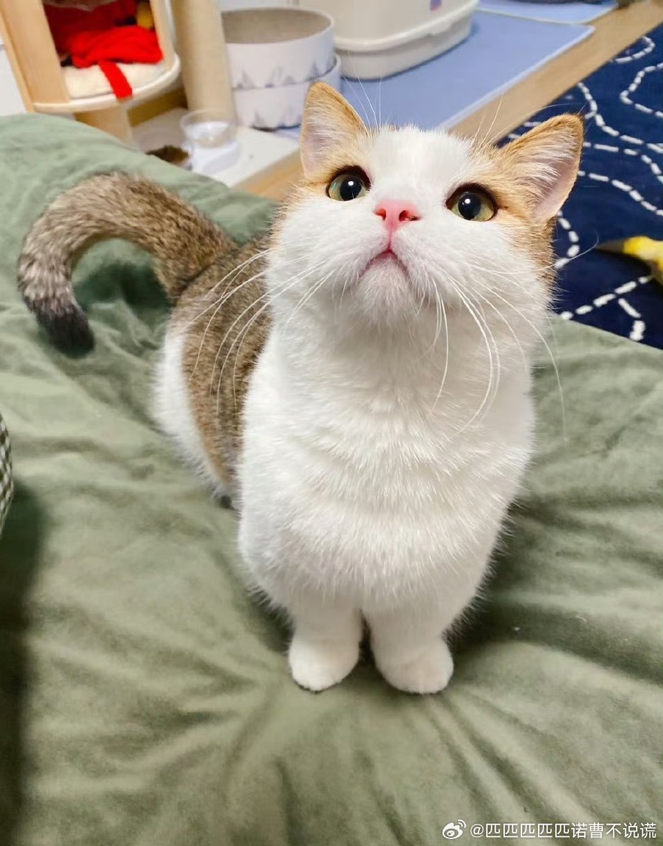 最新网站猫，你的私人网络小助手