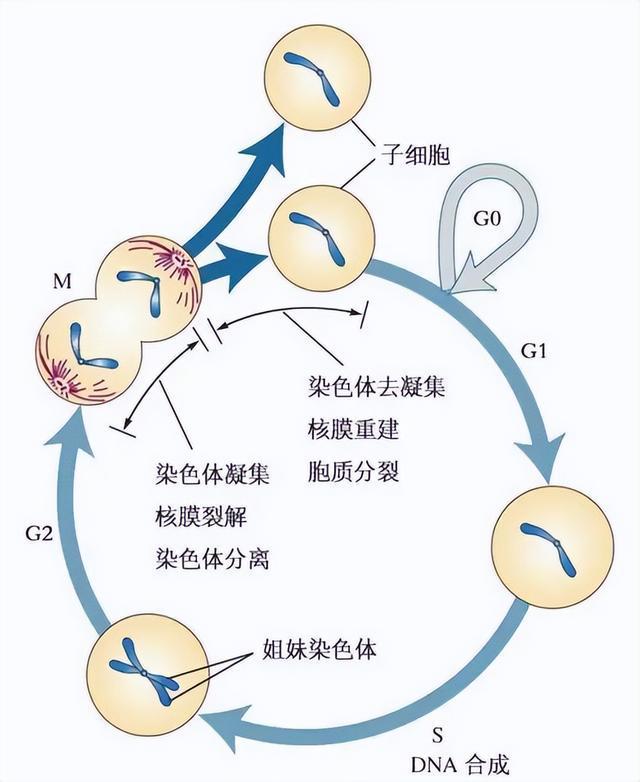德转最新数据的影响力与地位探究，特定领域或时代背景下的分析