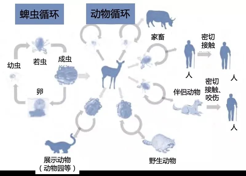 最新病毒概述与解析