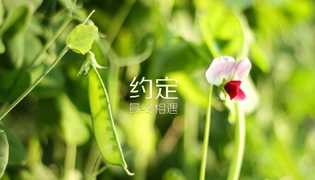 最新走心语录，人生感悟，心灵启迪的温暖言辞