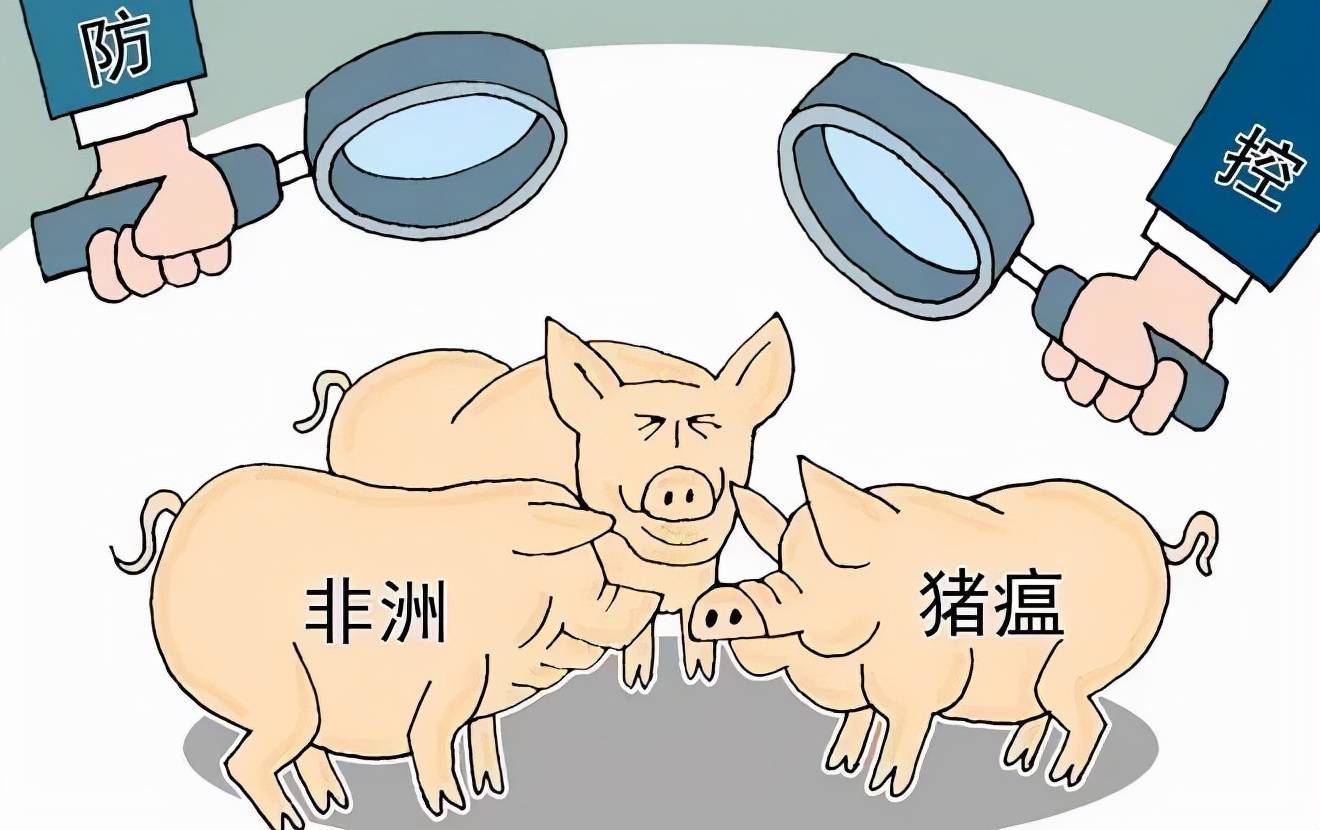 猪瘟最新疫情，理解、应对与防控措施全解析