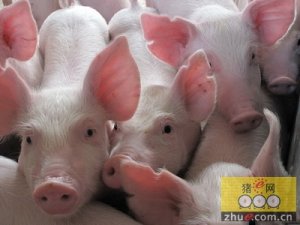 云南猪价动态，时代变迁与行业波澜的最新消息