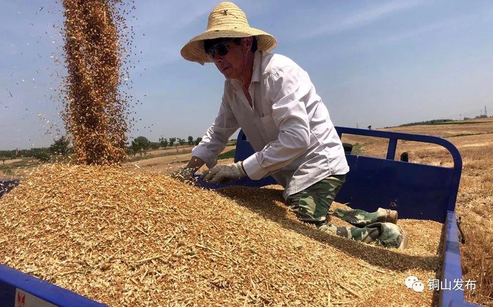 今天小麦行情揭秘，最新价格、麦浪中的温情与友情故事