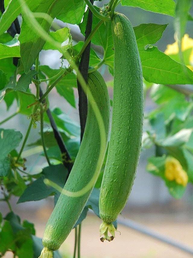丝瓜探索之旅，种植基地与美食的完美结合