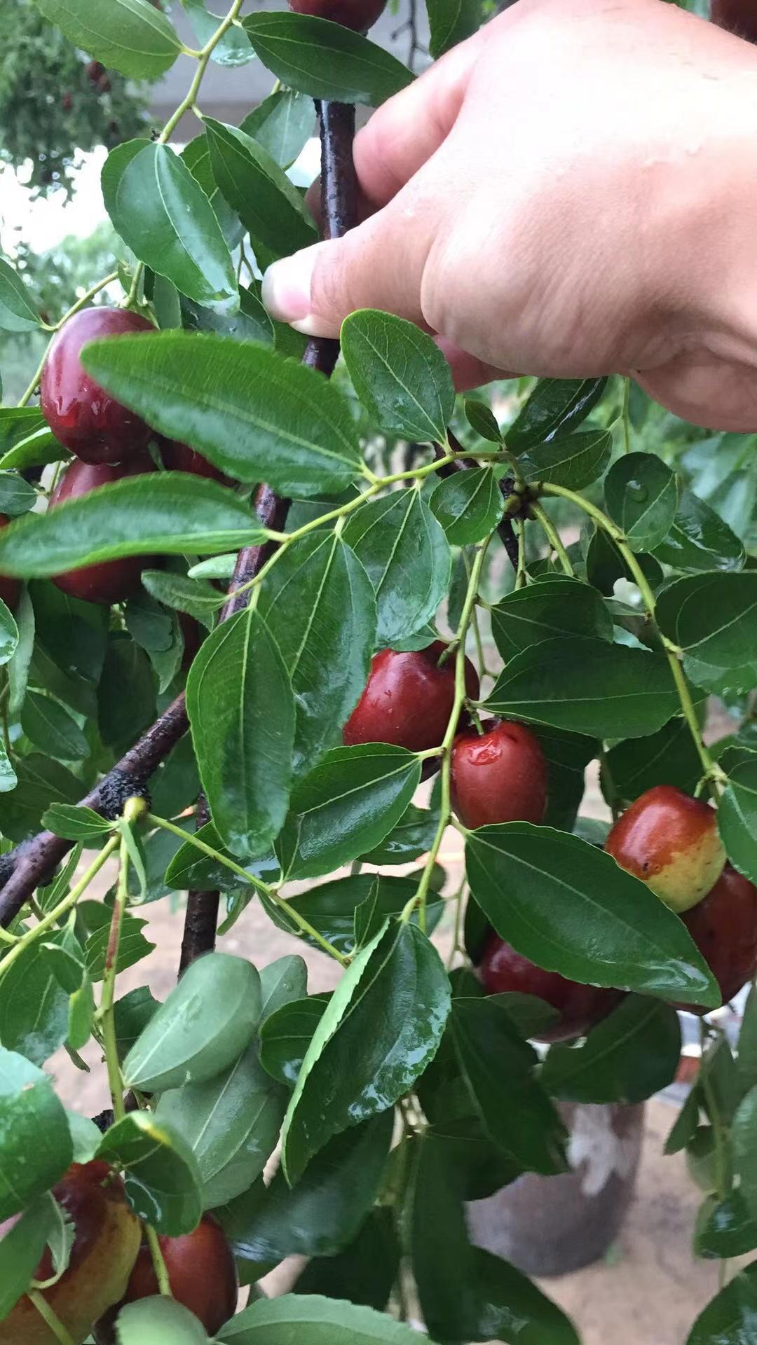 奶枣疫情最新动态，争议与关注焦点的透视