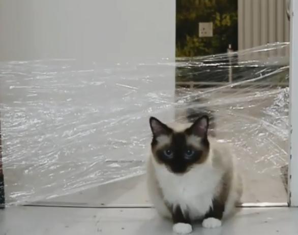 猫咪视频最新破解版涉黄问题的探讨与思考，从安全视角审视猫咪视频破解版现象