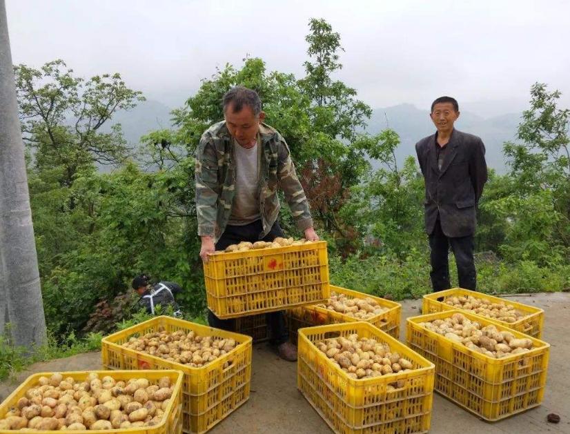 生姜价格最新行情，市场机遇与自我超越的挑战